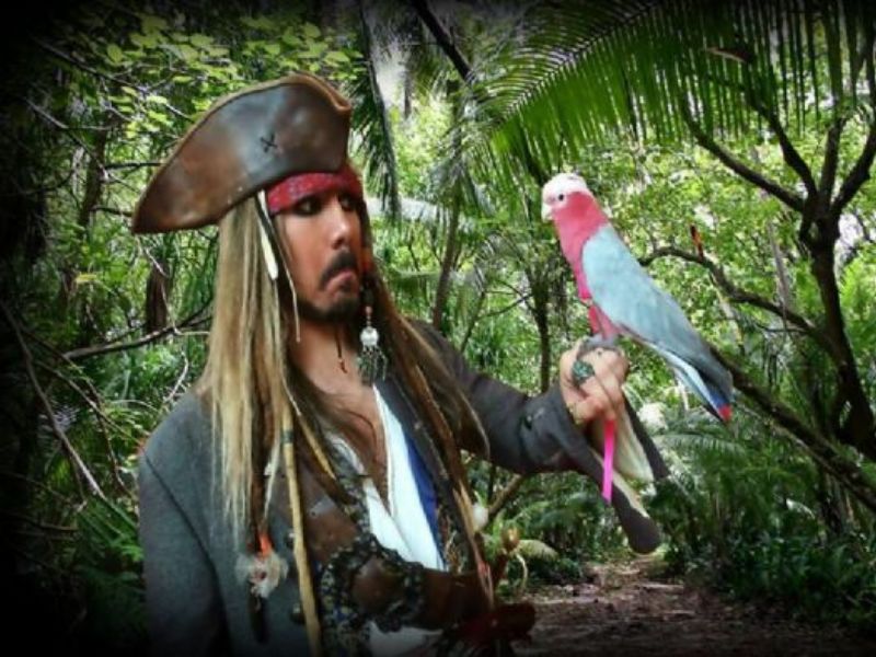 captain sparrow
